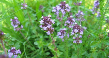 Thymus serphyllum Dúška materina